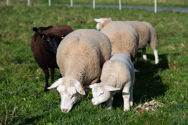 Gregge di pecore che mangiano sul prato verde