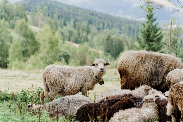 Gregge di pecore in montagna