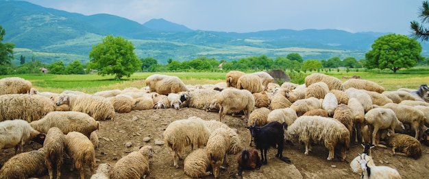 Gregge di pecore in montagna.