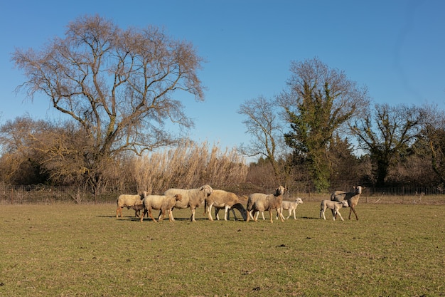 Gregge di pecore in un prato in campagna