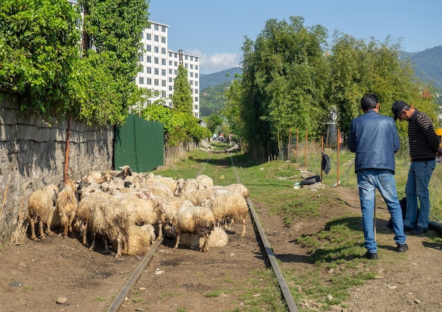 Gregge di pecore Le pecore pascolano in città Allevamento di bestiame Pastori con un gregge Cane da pastore