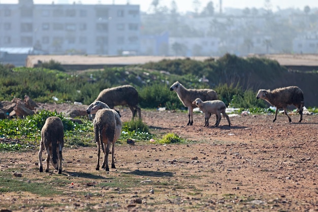 Gregge di pecore marocchine