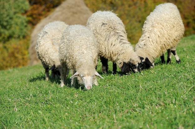 Gregge di pecore nel campo di autunno in una fattoria