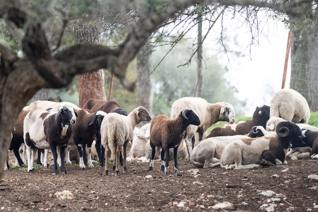 Gregge di pecore nel campo dietro un recinto di filo