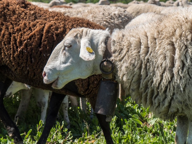 Gregge di pecore nel campo