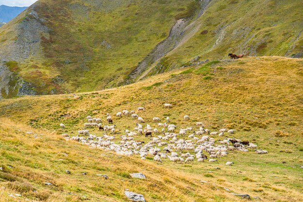 Gregge di pecore nel paesaggio di montagna, Pirenei spagnoli