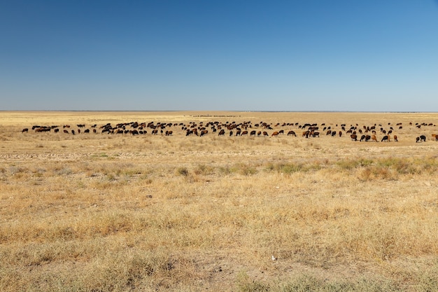 Gregge di pecore su un pascolo nella steppa del Kazakistan