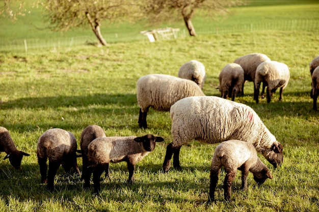 Gregge di pecore sul campo Pecore e agnelli sul prato mangiano erba nel gregge Allevamento all'aperto Bellissimo paesaggio Animali della fattoria Serata soleggiata tempo fantastico