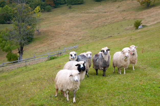 Gregge di pecore sul pascolo dell'altopiano della montagna (montagna dei Carpazi, Ucraina).