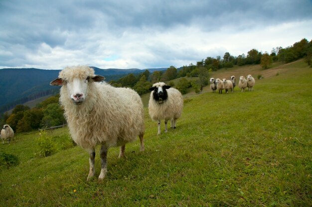 Gregge di pecore sul pascolo dell'altopiano della montagna (montagna dei Carpazi, Ucraina).