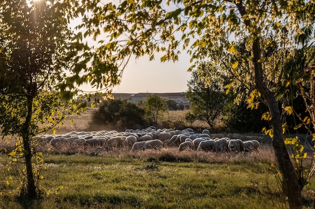 Gregge di pecore sul prato dietro gli alberi al tramonto