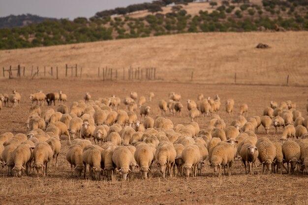 Gregge di pecore sulla natura