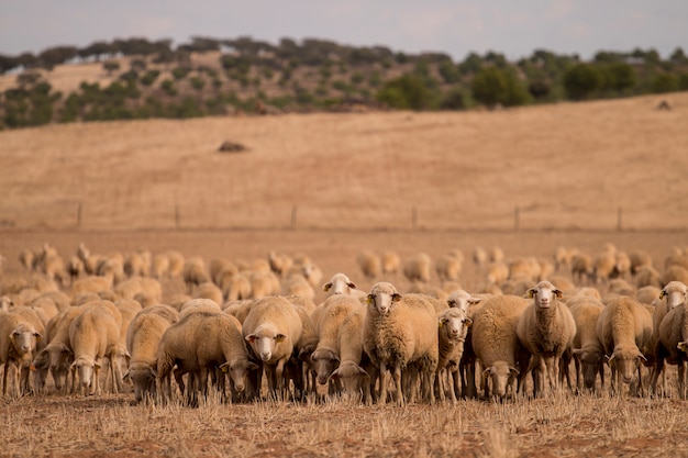 Gregge di pecore sulla natura