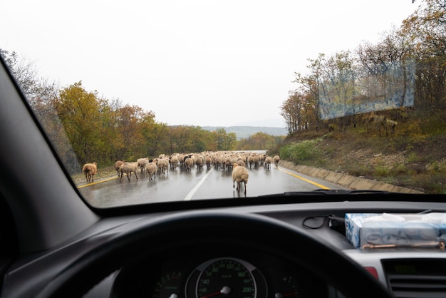 Gregge di pecore sulla strada