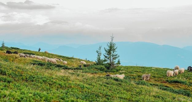 gregge di pecore sullo sfondo delle montagne verde foresta cielo blu pascolo pascolano animali da allevamento