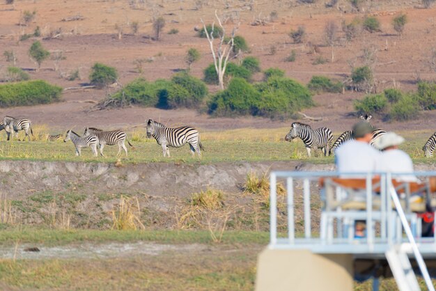 Gregge di sorveglianza turistico delle zebre che pascono nel cespuglio. Crociera in barca e safari naturalistici sul fiume Chobe, Namibia Botswana border, Africa