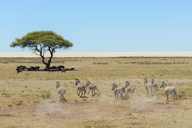 Gregge di zebre selvatiche in esecuzione nella savana africana