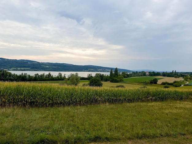 Greifensee nel tardo pomeriggio