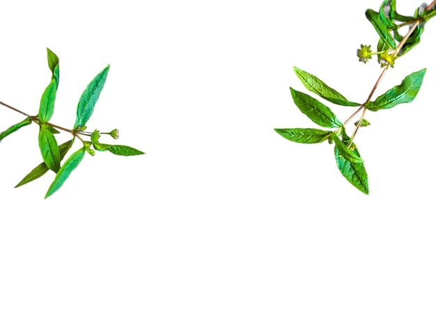 Grevillea robusta verde comunemente noto come quercia da seta del sud quercia da seta o quercia da seta argento o quercia d'argento australiana è una pianta fiorita della famiglia Proteaceae sfondo bianco isolato