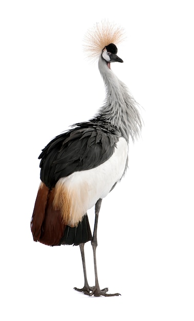 Grey Crowned Crane - Balearica regulorum su un bianco isolato