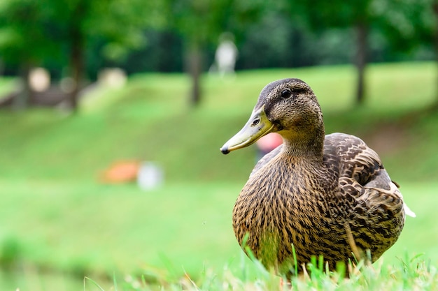 Grey Duck cammina nell'erba verde vicino al watercloseup