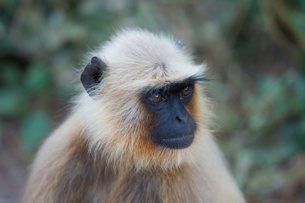 Grey Langur a Ranthambhore NP - India