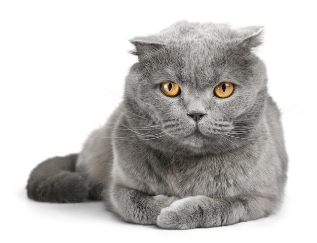 Grey Scottish Fold sdraiato