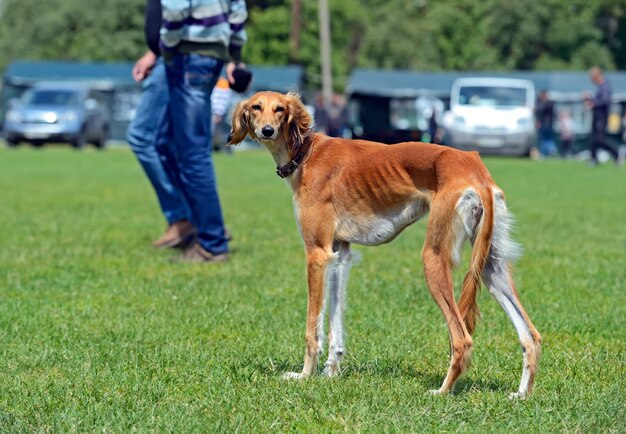 Greyhound a una mostra canina in primavera