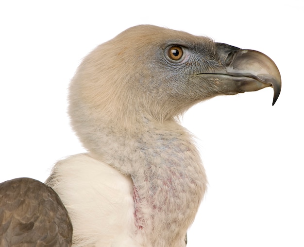 Griffon Vulture - Gyps fulvus di fronte su un bianco isolato