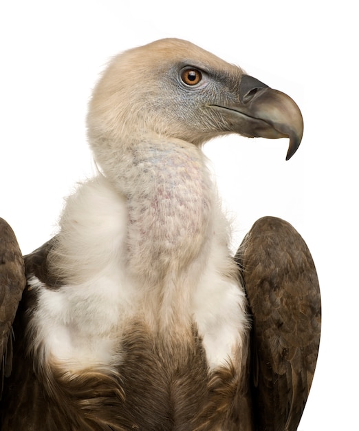 Griffon Vulture - Gyps fulvus di fronte su un bianco isolato