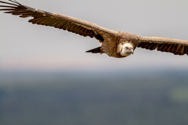 Griffon Vulture, (Gyps fulvus)