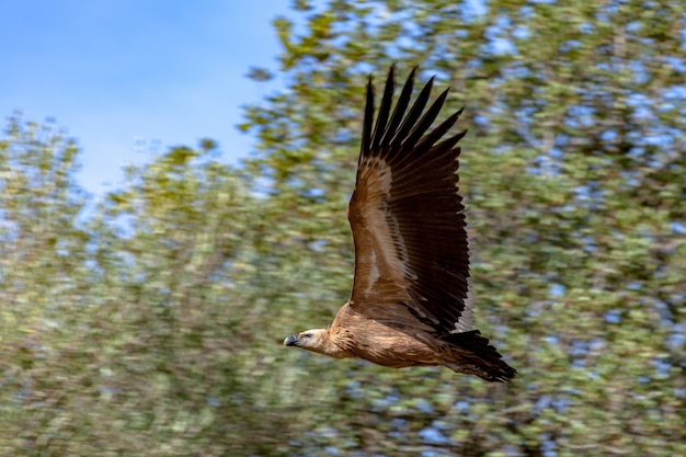 Griffon Vulture, (Gyps fulvus)