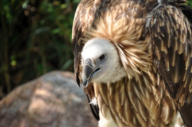 Griffon Vulture