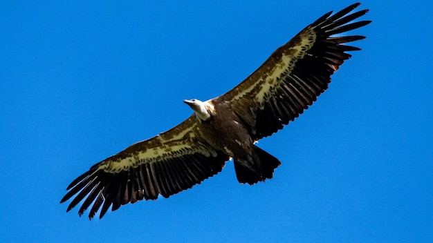 Griffon Vulture