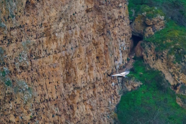 Grifone che vola tra le rocce granitiche all'alba