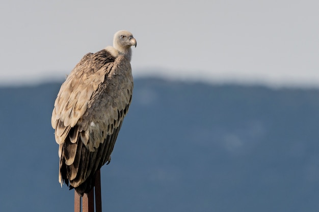 Grifone (gyps fulvus) appollaiato su un palo