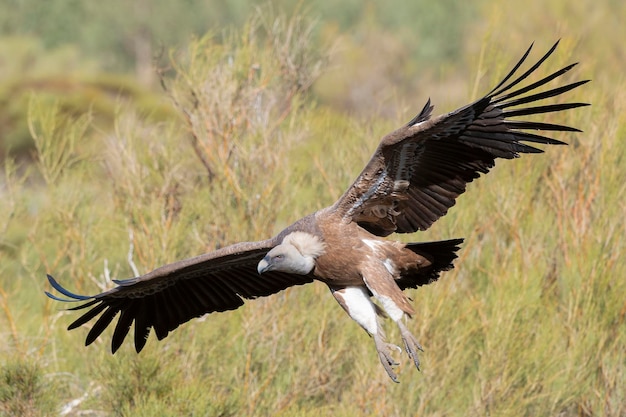 Grifone Gyps fulvus Avila Spagna