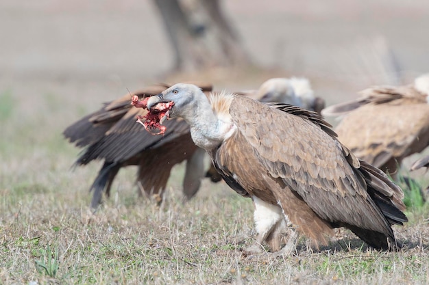 Grifone Gyps fulvus Avila Spagna