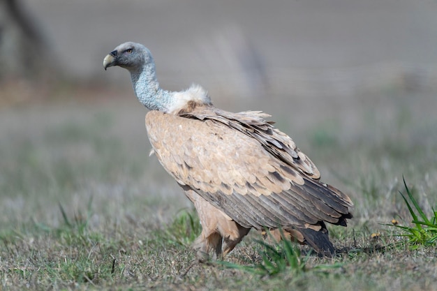 Grifone Gyps fulvus Avila Spagna