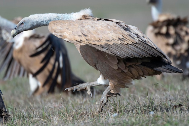 Grifone Gyps fulvus Avila Spagna