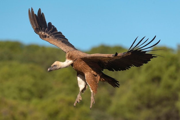 Grifone Gyps fulvus Avila Spagna