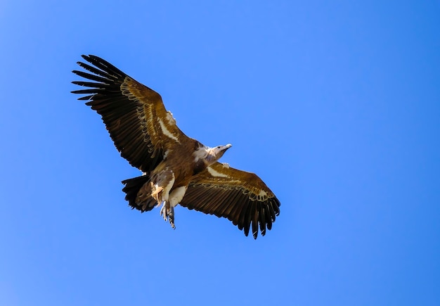 Grifone gyps fulvus in volo nel Parco Nazionale di Monfrague Estremadura Spagna