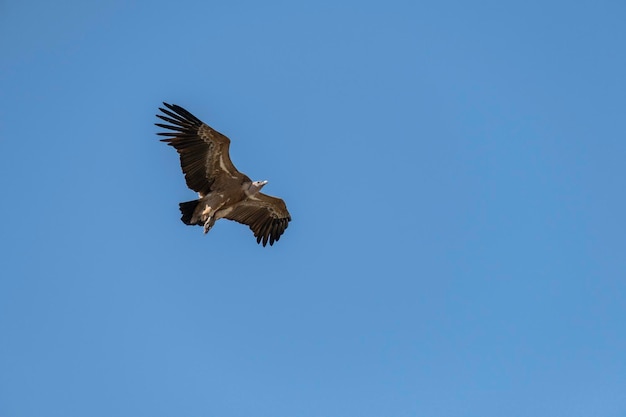 Grifone gyps fulvus in volo nel Parco Nazionale di Monfrague Estremadura Spagna