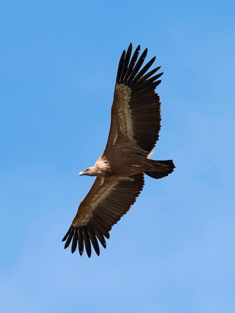 Grifone Gyps fulvus