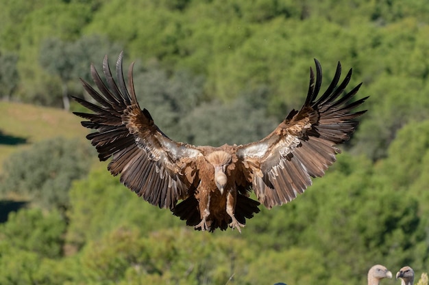 Grifone o grifone eurasiatico (Gyps fulvus) Malaga, Spagna