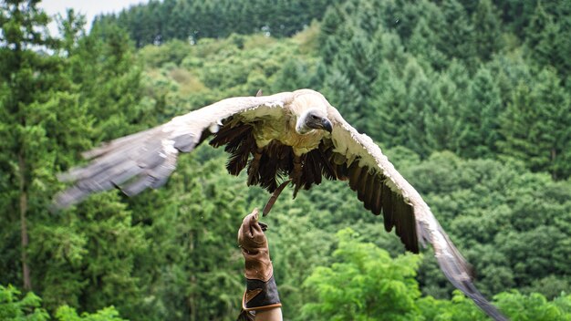 Grifone sul guanto Falconer39s pronto a volare in primo piano Colossale uccello di grandi dimensioni