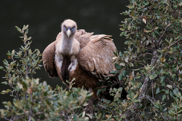 Grifone Uccello appollaiato su un albero