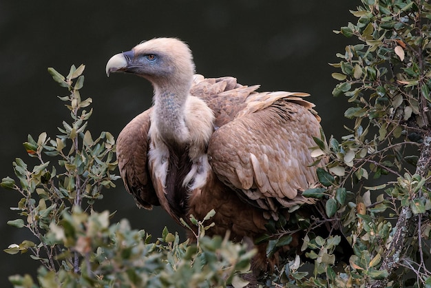 Grifone Uccello appollaiato su un albero