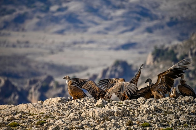 Grifoni o Gyps fulvus appollaiati sulla montagna