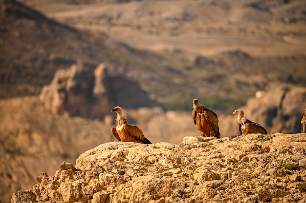 Grifoni o Gyps fulvus appollaiati sulla montagna